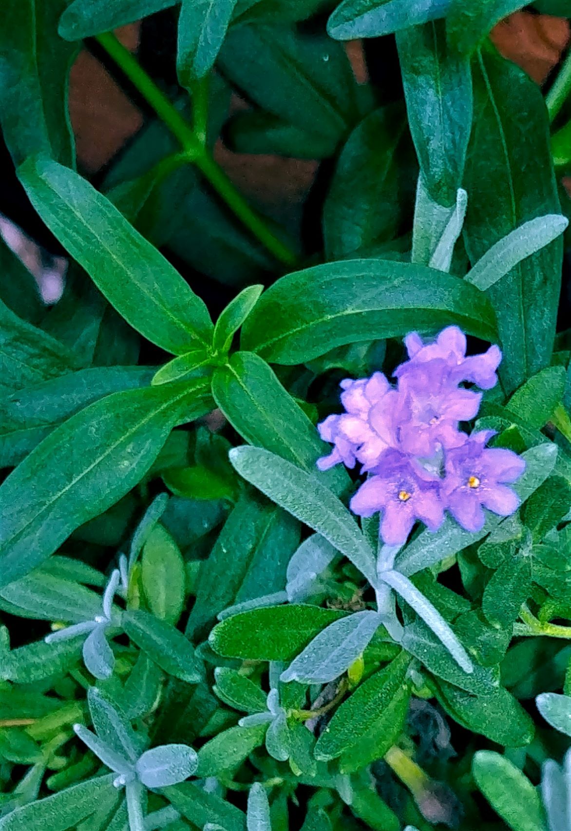 Lavender blooms