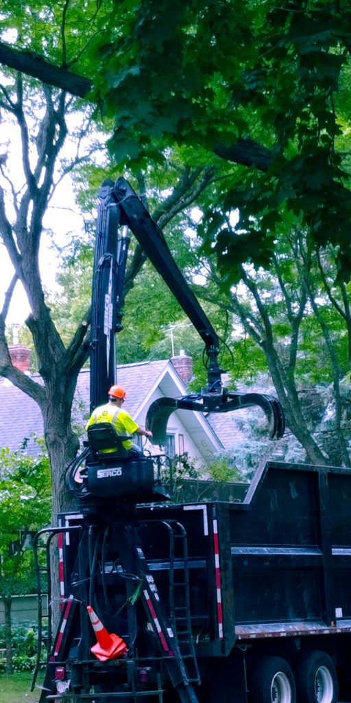 The changing of the season is reflected in the tree trimming.