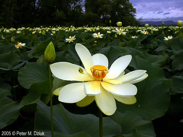 Minnesota Lotus flower
